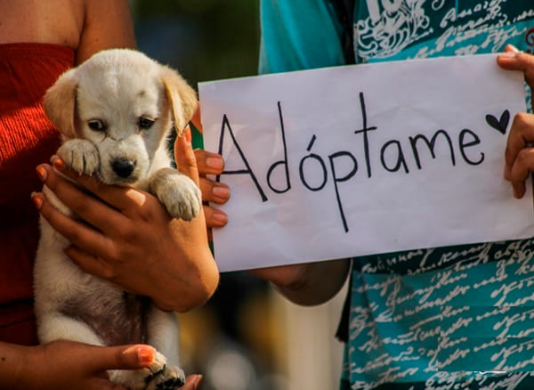 Descripción de la imagen 1