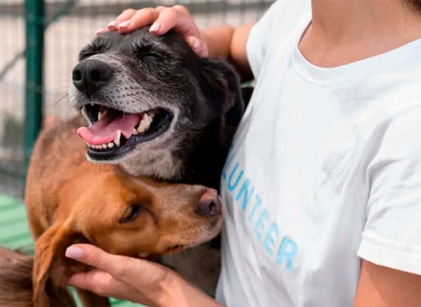 Descripción de la imagen 2