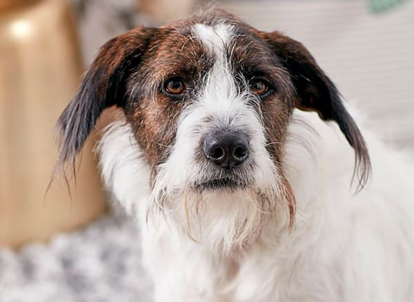 Semana de la Conciencia Animal