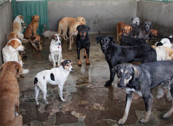 Descripción de la imagen 2