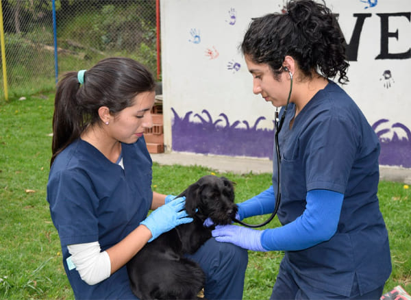 Descripción de la imagen 2